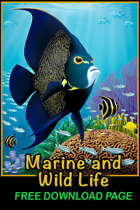 Marine
